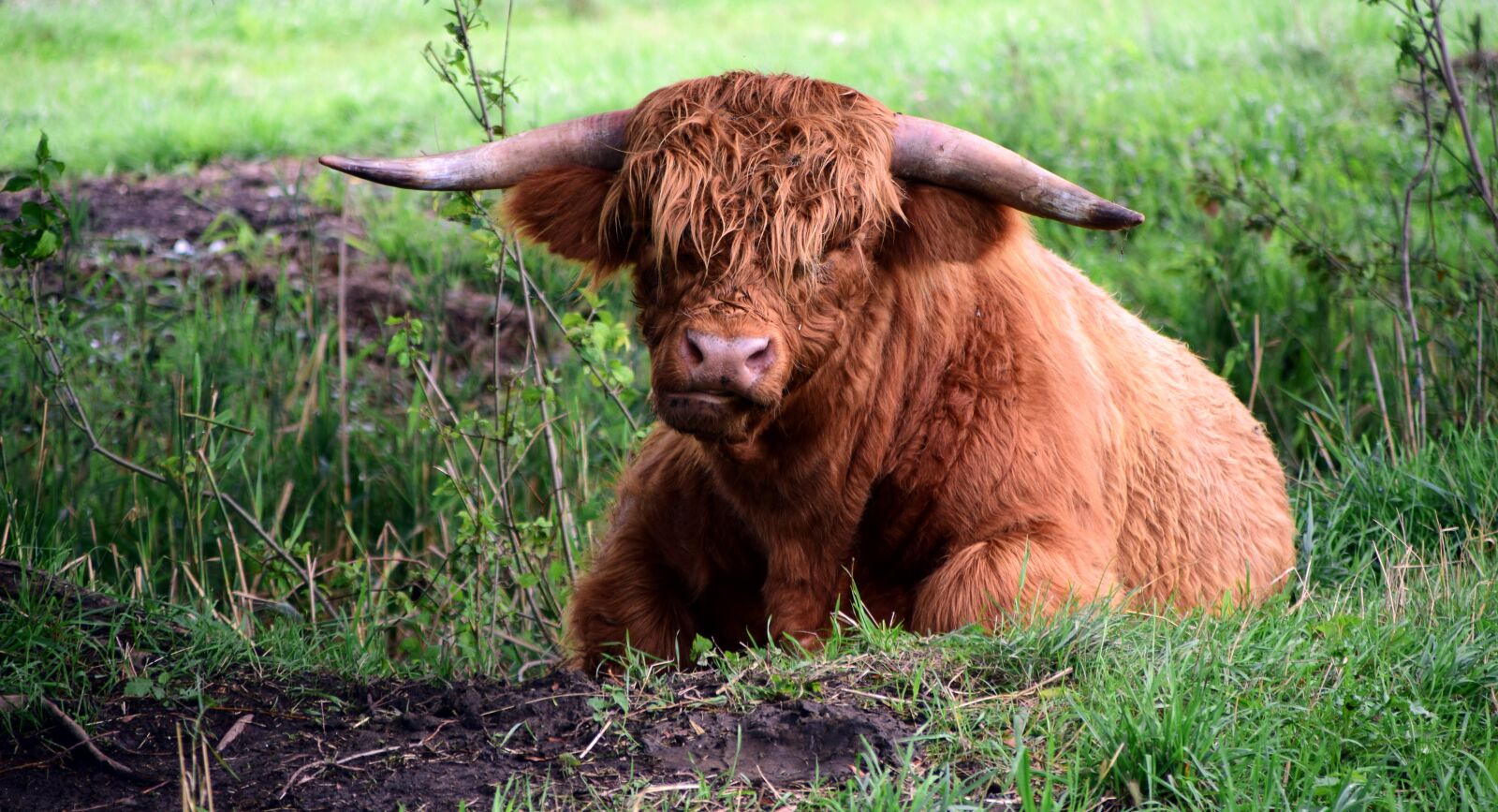 Nikon D3300 sample photo. Highland beef, galloway, beef photography