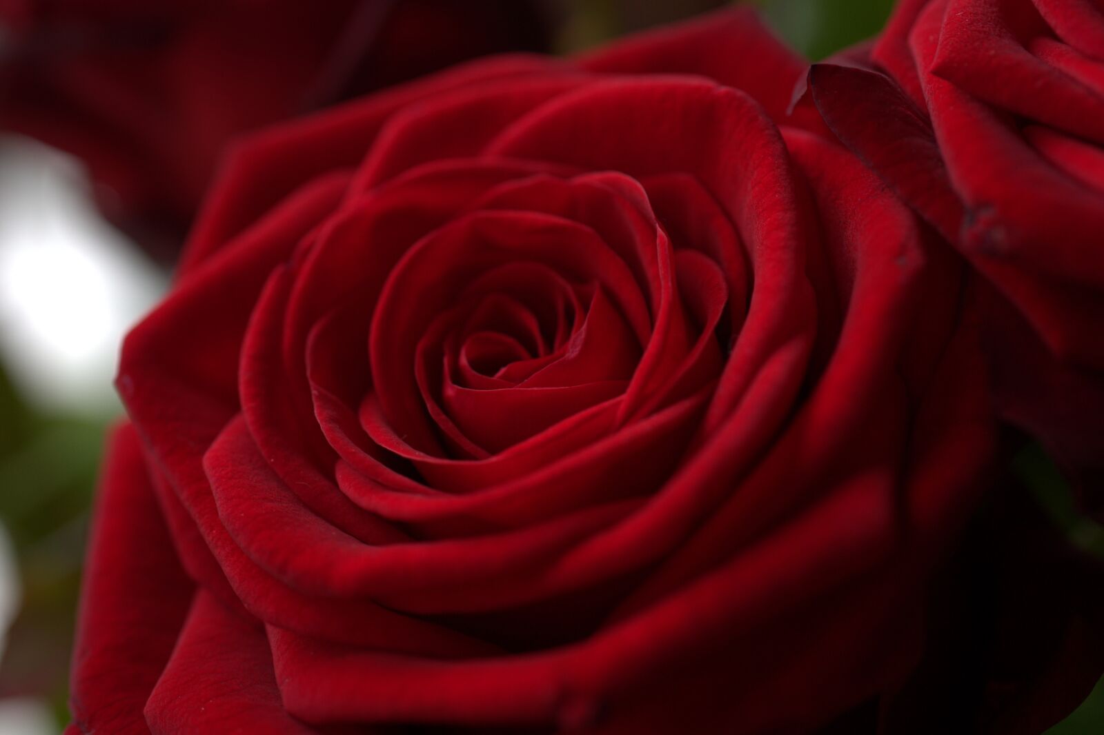 Sony FE 50mm F2.8 Macro sample photo. Rose, red, love photography