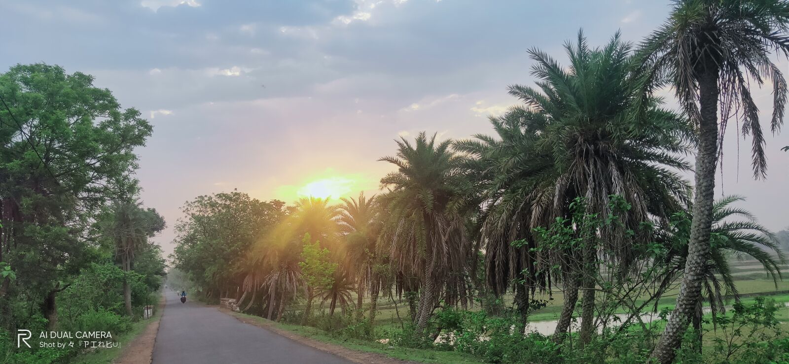 Realme 3 PRO sample photo. Beautiful, sunrise, tree photography
