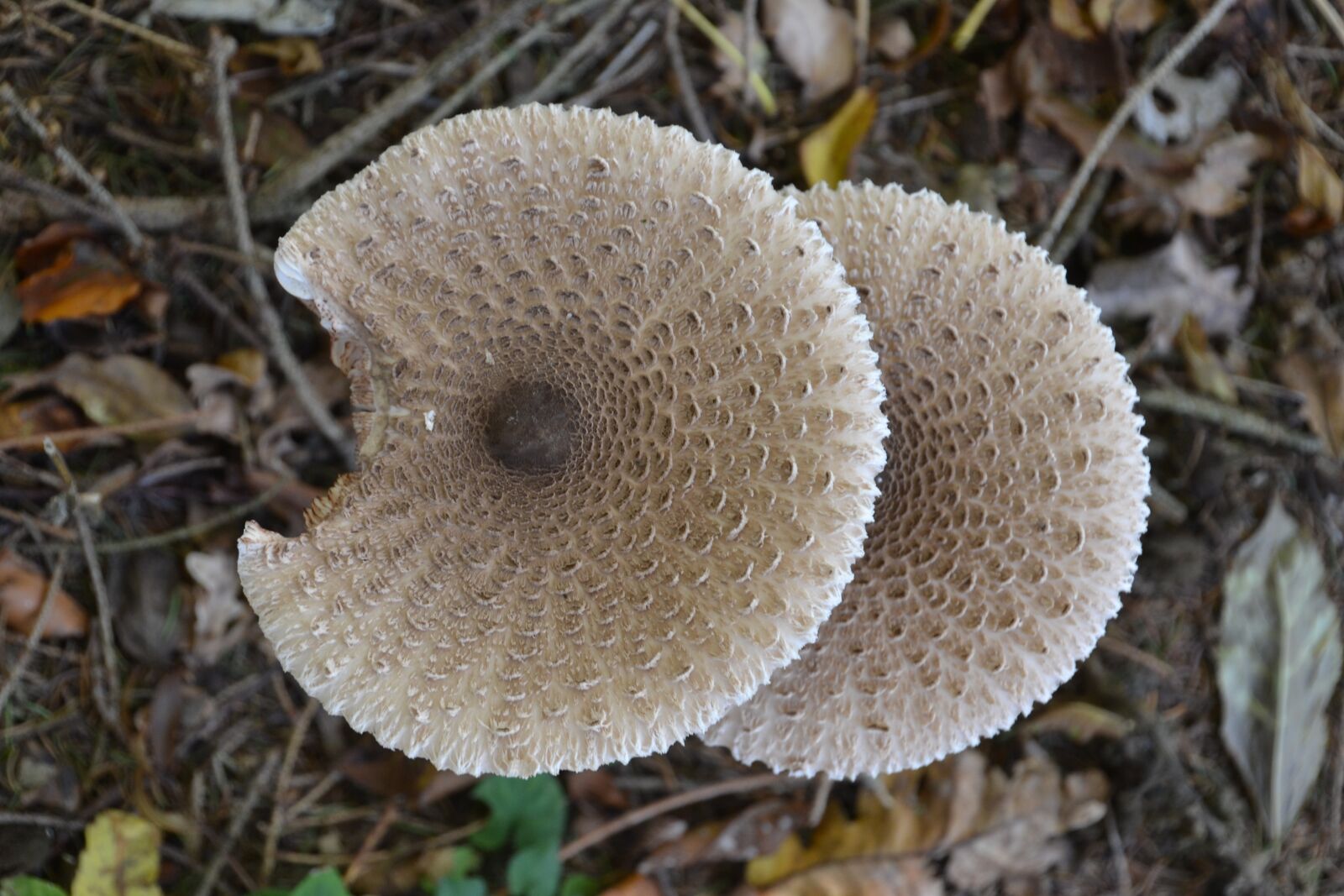Nikon D3100 sample photo. Parasol, schirmling, mushroom photography