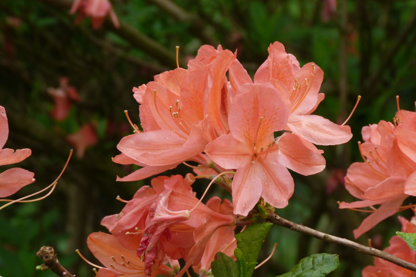 Panasonic Lumix DMC-FZ40 (Lumix DMC-FZ45) sample photo. Azalea, salmon pink, pink photography