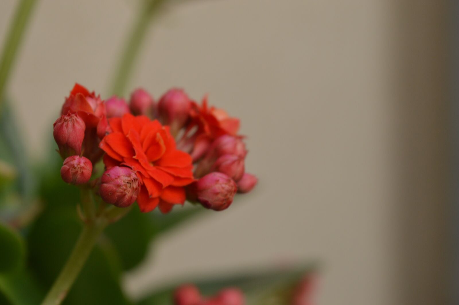 Nikon D3200 sample photo. Flower, foliage, plant photography