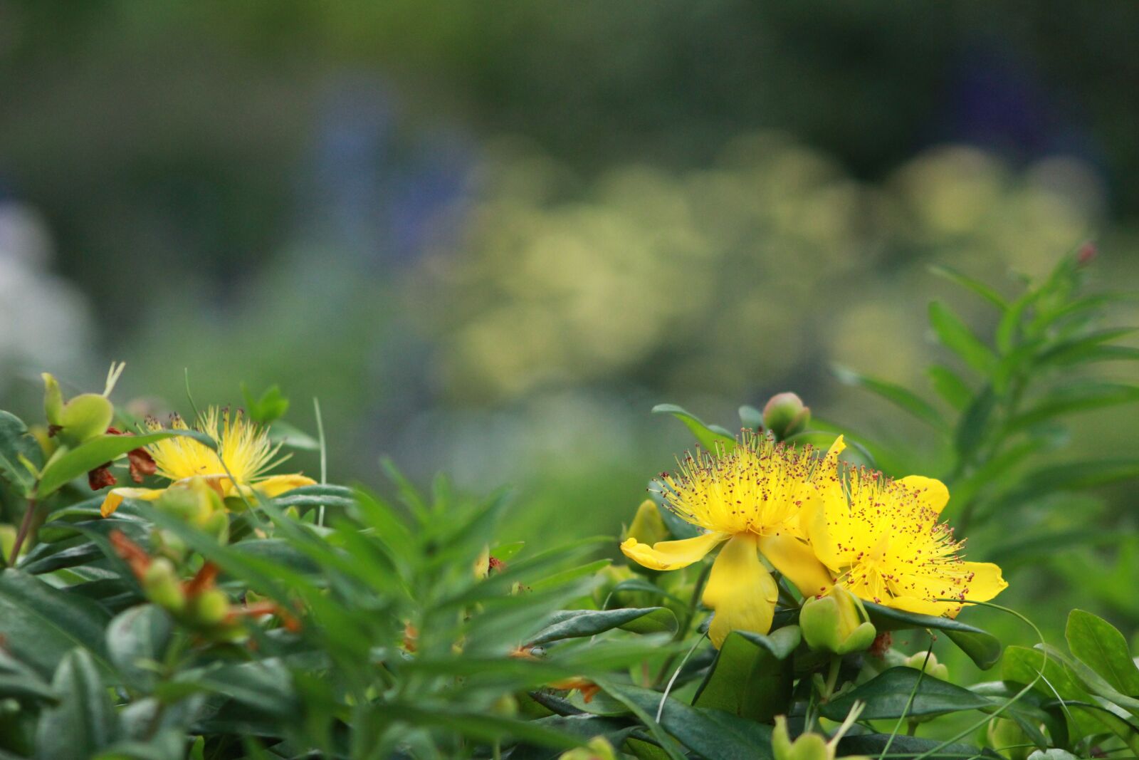 Canon EOS 1200D (EOS Rebel T5 / EOS Kiss X70 / EOS Hi) sample photo. Hypericum perforatum, yellow flower photography