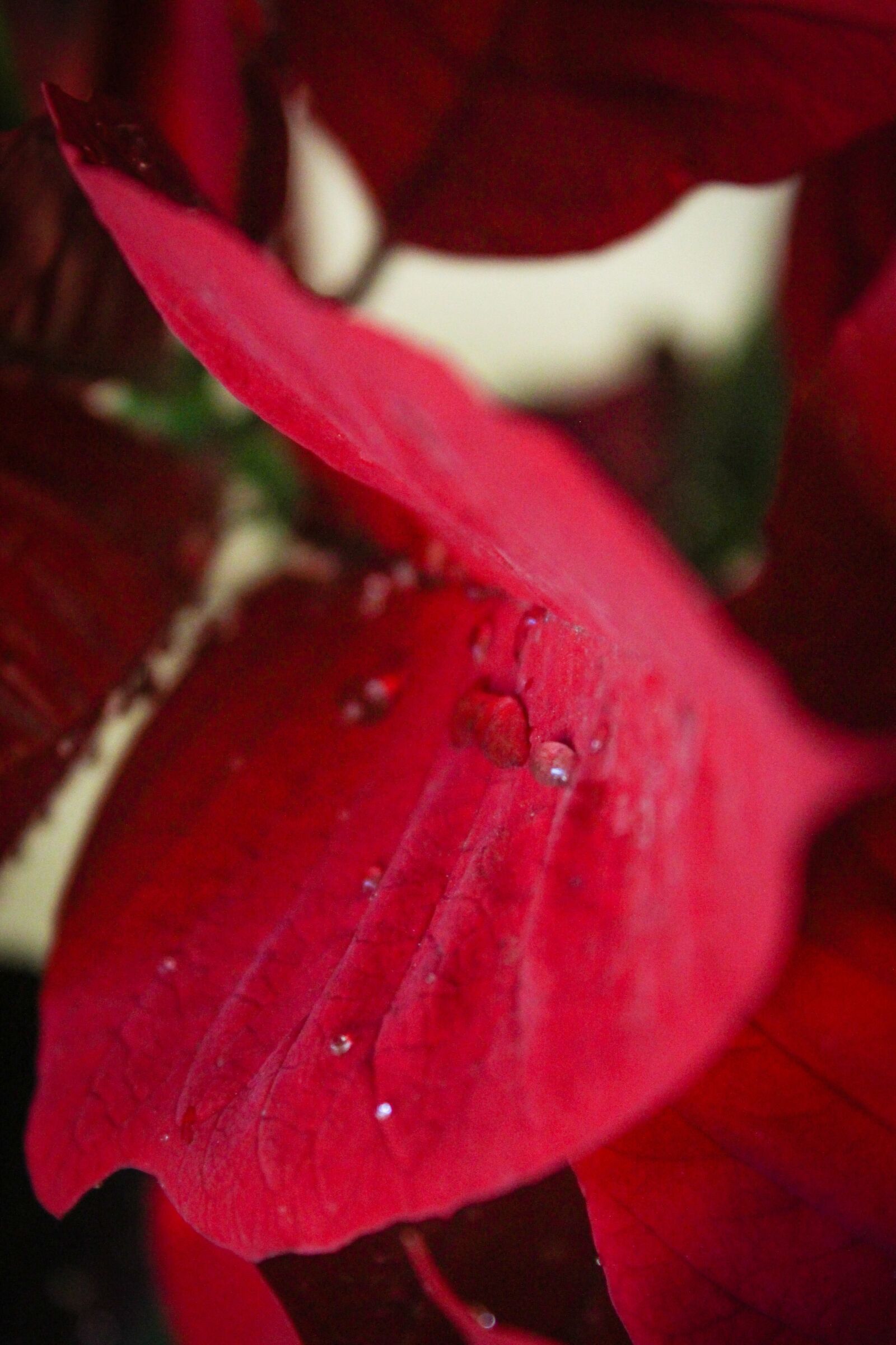 Canon EOS 700D (EOS Rebel T5i / EOS Kiss X7i) sample photo. Red leaf, leaves, leaf photography