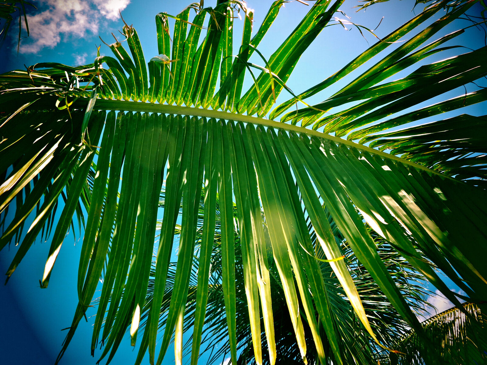 Canon PowerShot G1 X sample photo. Caribbean, palm, palm, tree photography