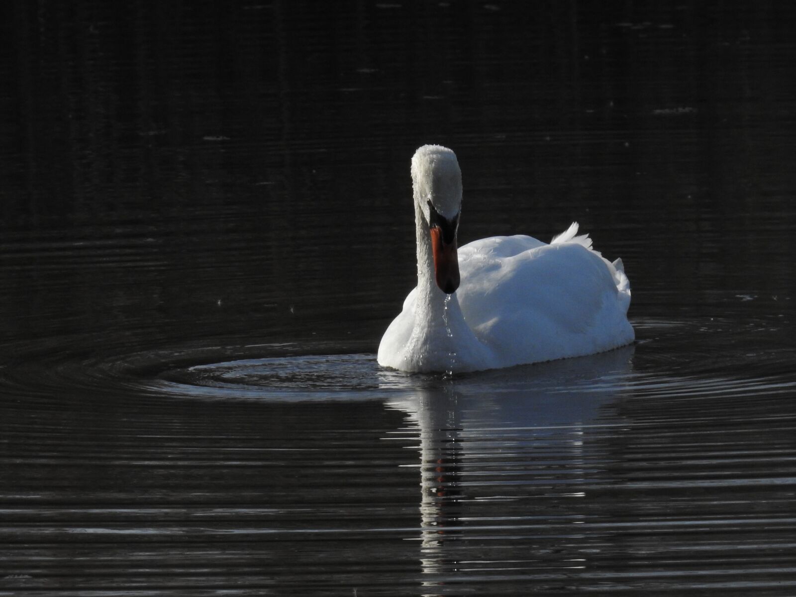 Nikon Coolpix P900 sample photo. Birds, swan, nature photography