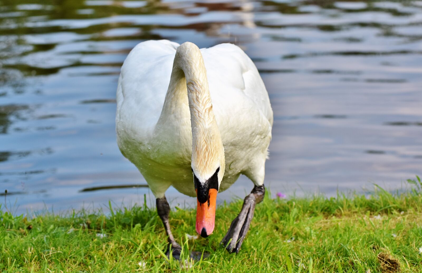 Nikon D7200 sample photo. Swan, water bird, schwimmvogel photography