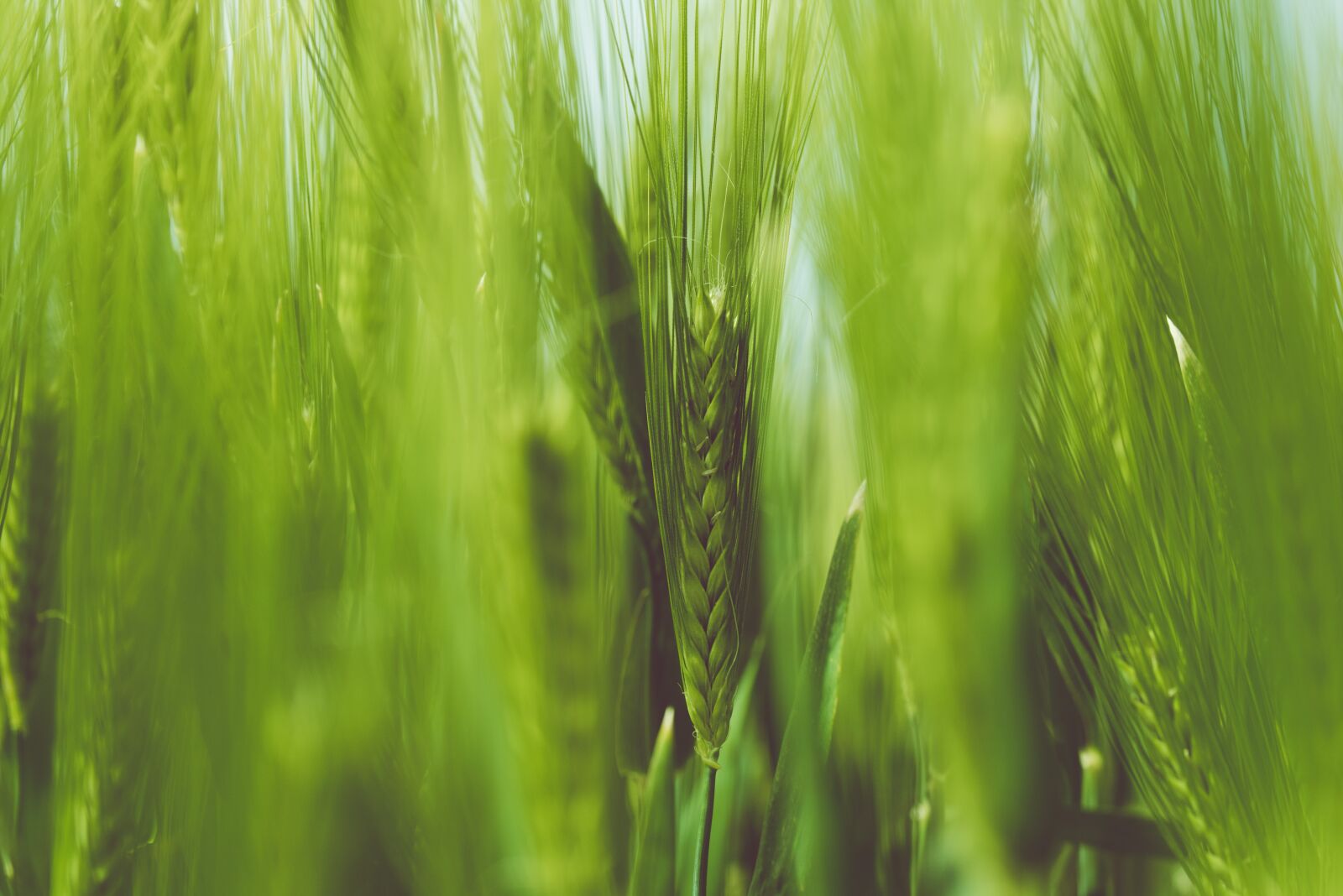Nikon D750 sample photo. Close-up, grain, grass photography