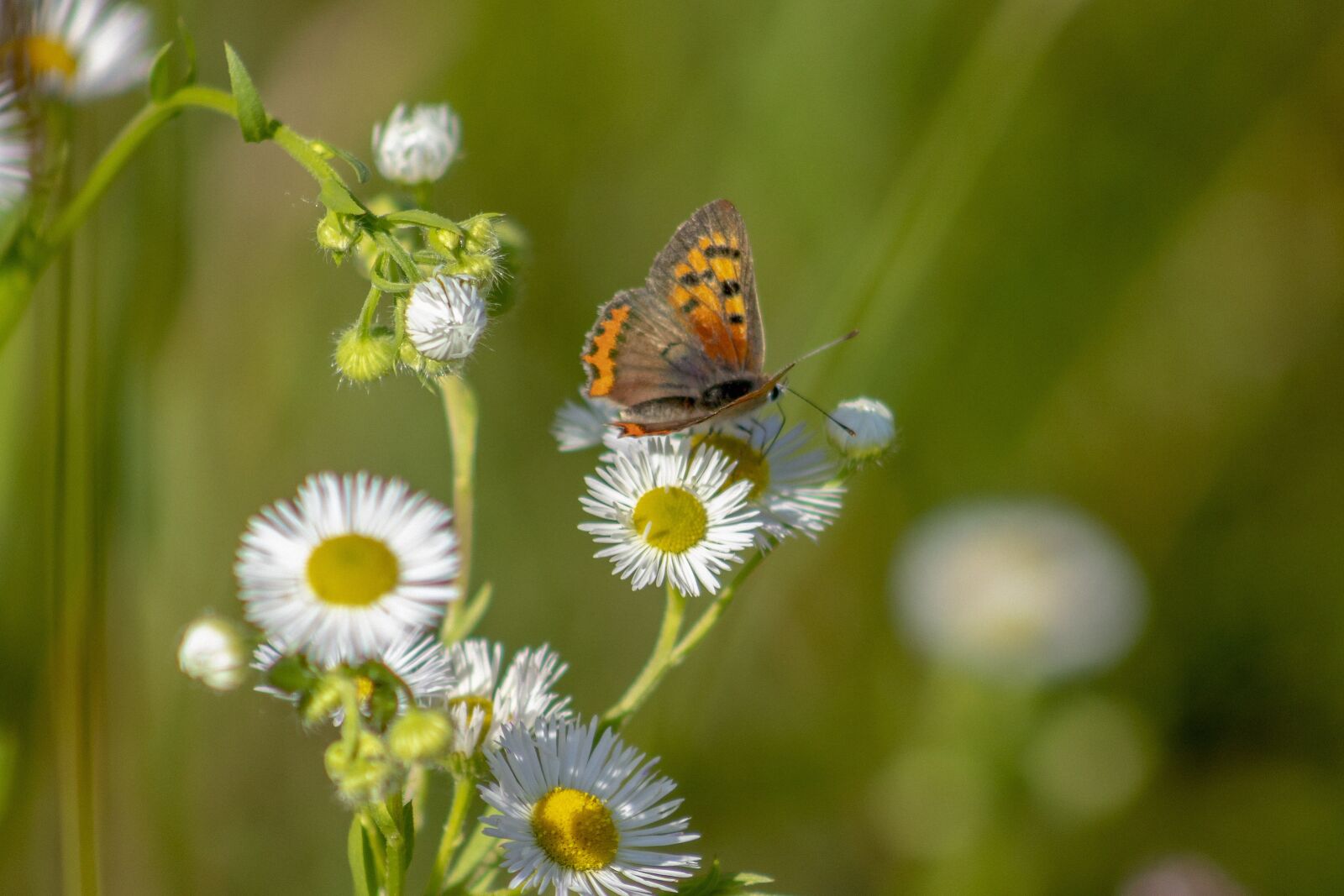 Canon EF75-300mm f/4-5.6 sample photo. Insect, butterfly, macro photography