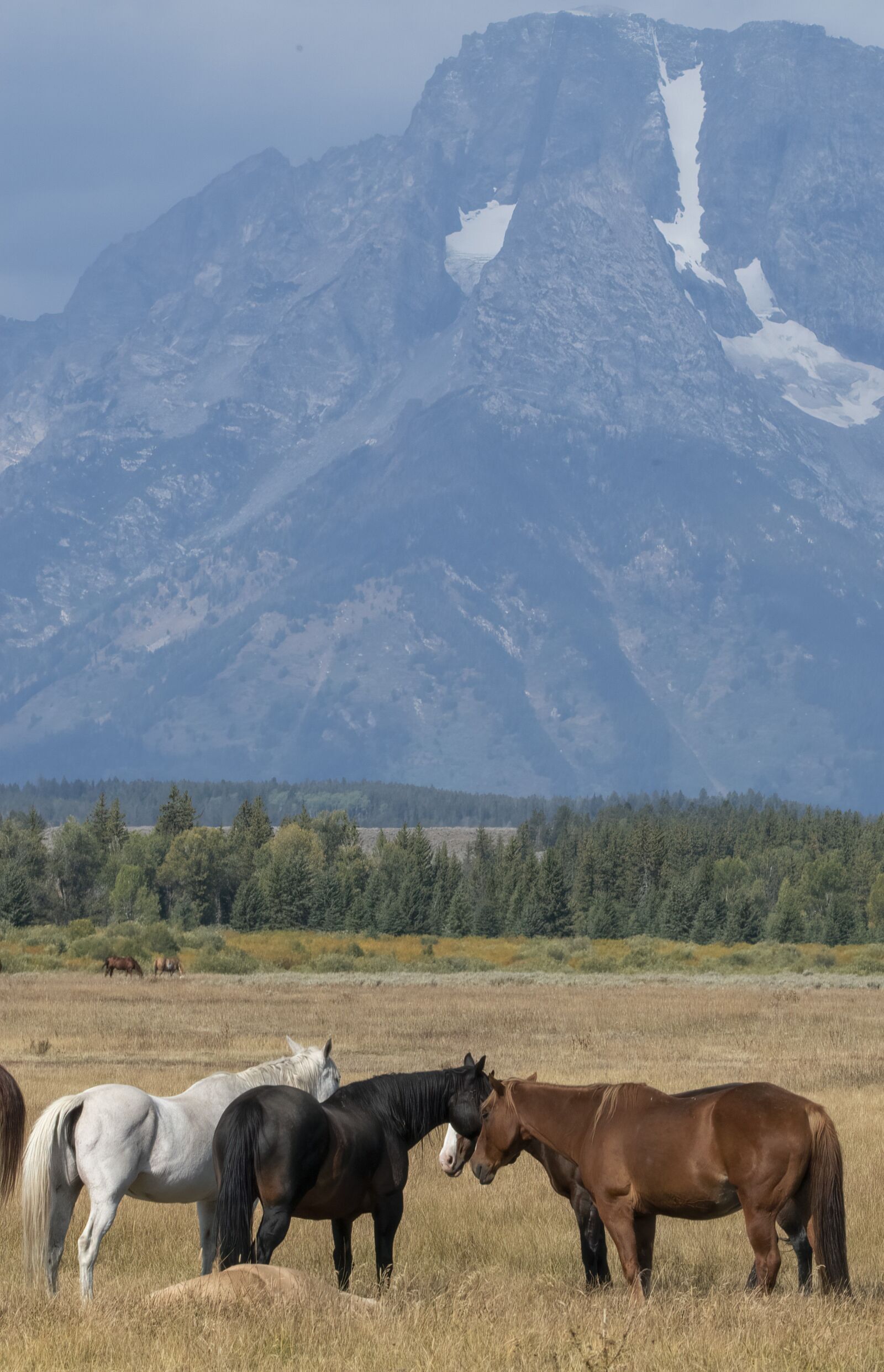Nikon D850 sample photo. Horses, landscape, scenic photography