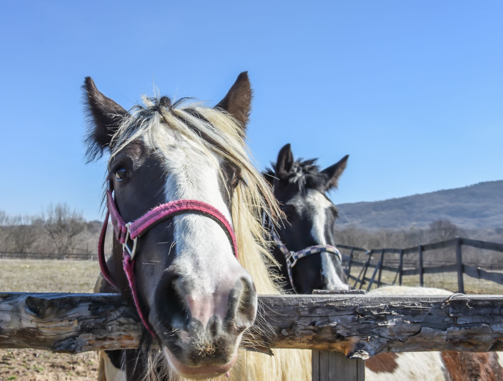 Nikon D7200 sample photo. Horse, farm, outdoor photography