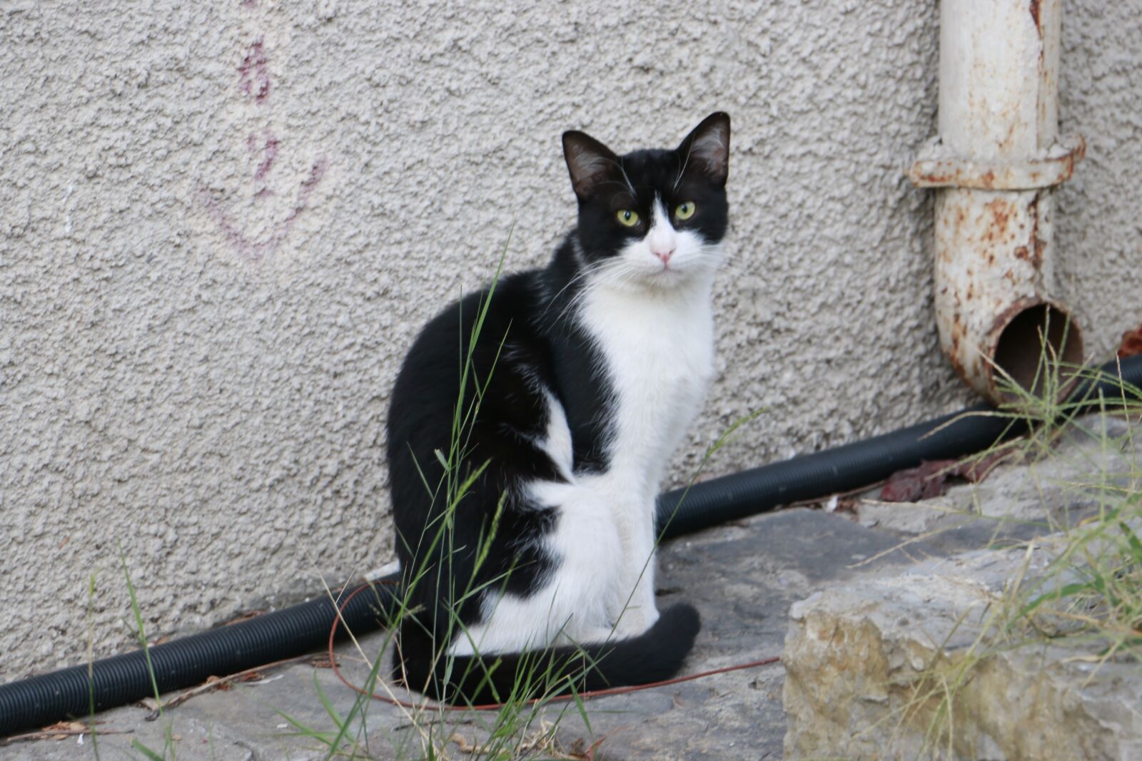 Canon EOS 70D sample photo. Cat, street, animal photography