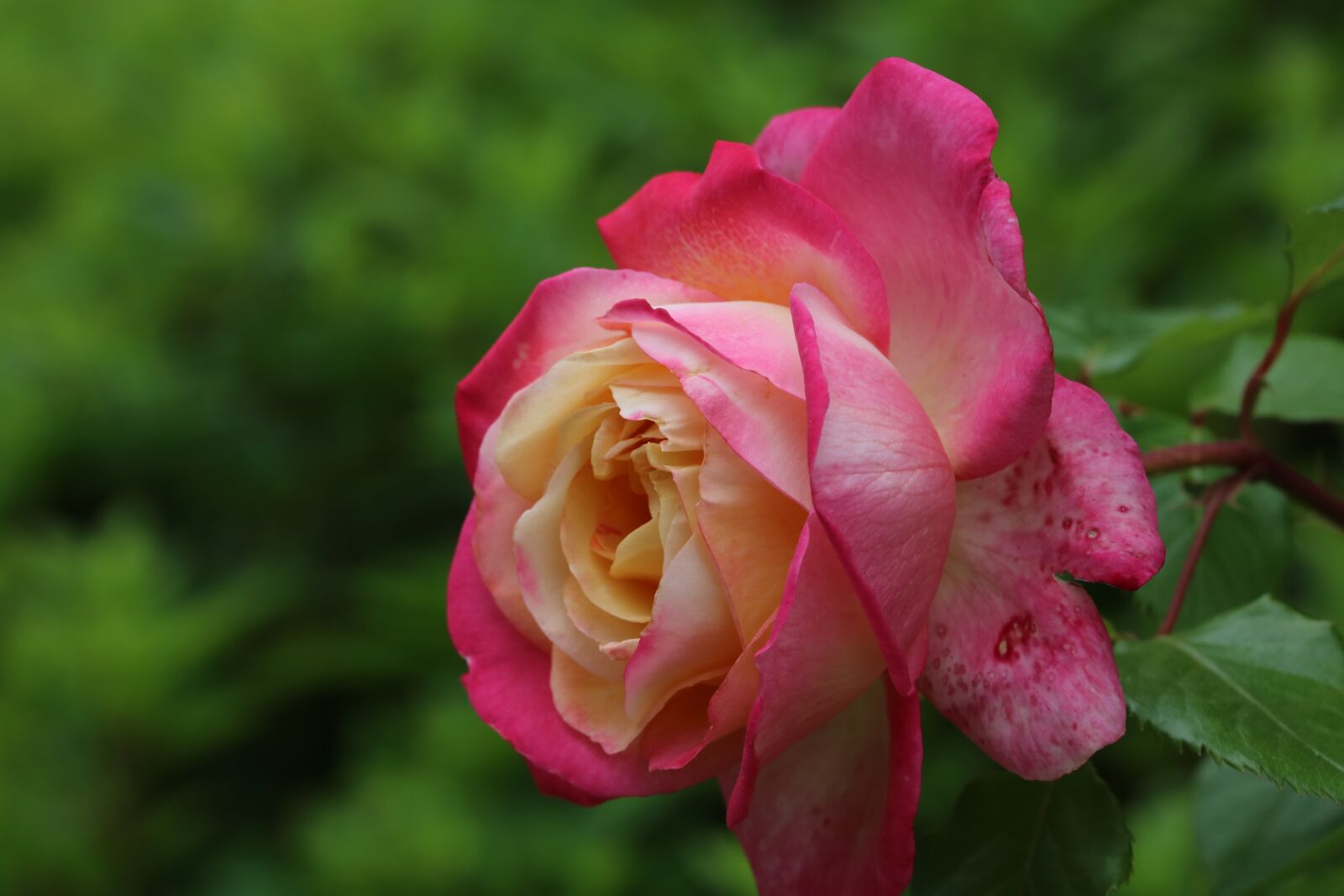 Canon EOS 750D (EOS Rebel T6i / EOS Kiss X8i) sample photo. Rose, red, red rose photography