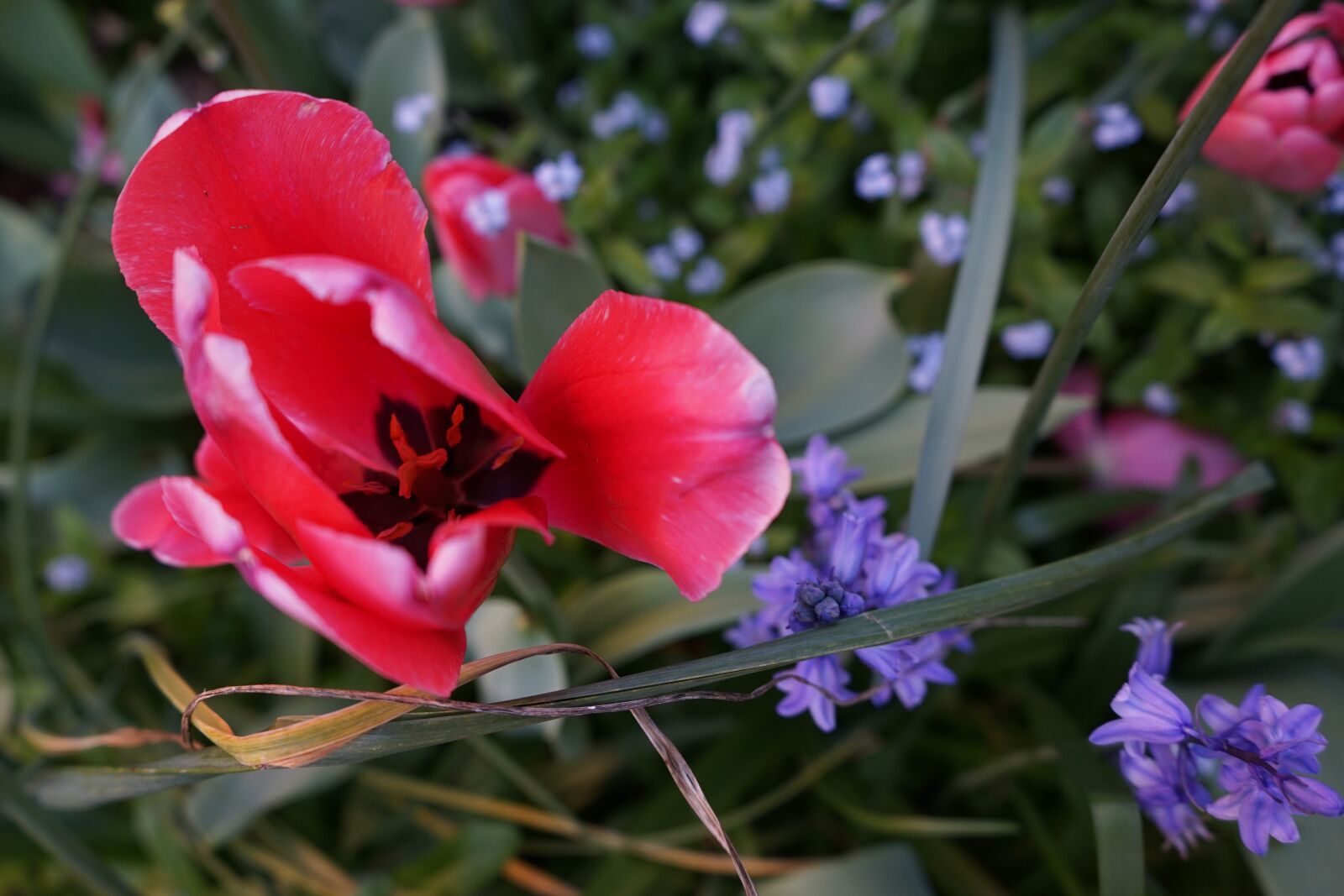 Sony a7 + Sony FE 28-70mm F3.5-5.6 OSS sample photo. Flower, garden, flower garden photography