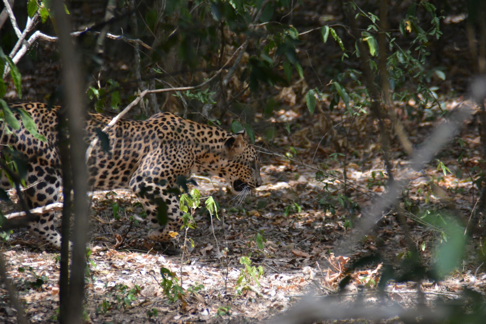 Nikon D5200 sample photo. Leopard, wild, predator photography