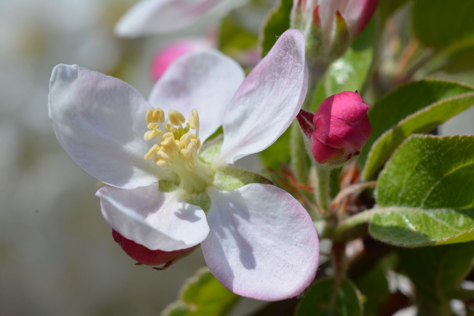Nikon D7100 sample photo. Garden, flower, spring photography