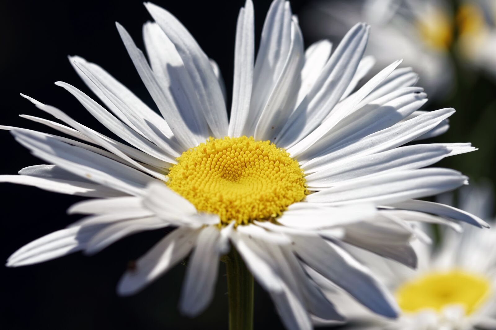Nikon D5300 sample photo. Flower, daisy, plant photography