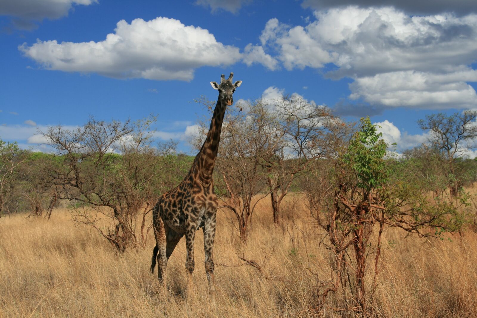 Canon EOS 400D (EOS Digital Rebel XTi / EOS Kiss Digital X) sample photo. Giraffe, safari, africa photography