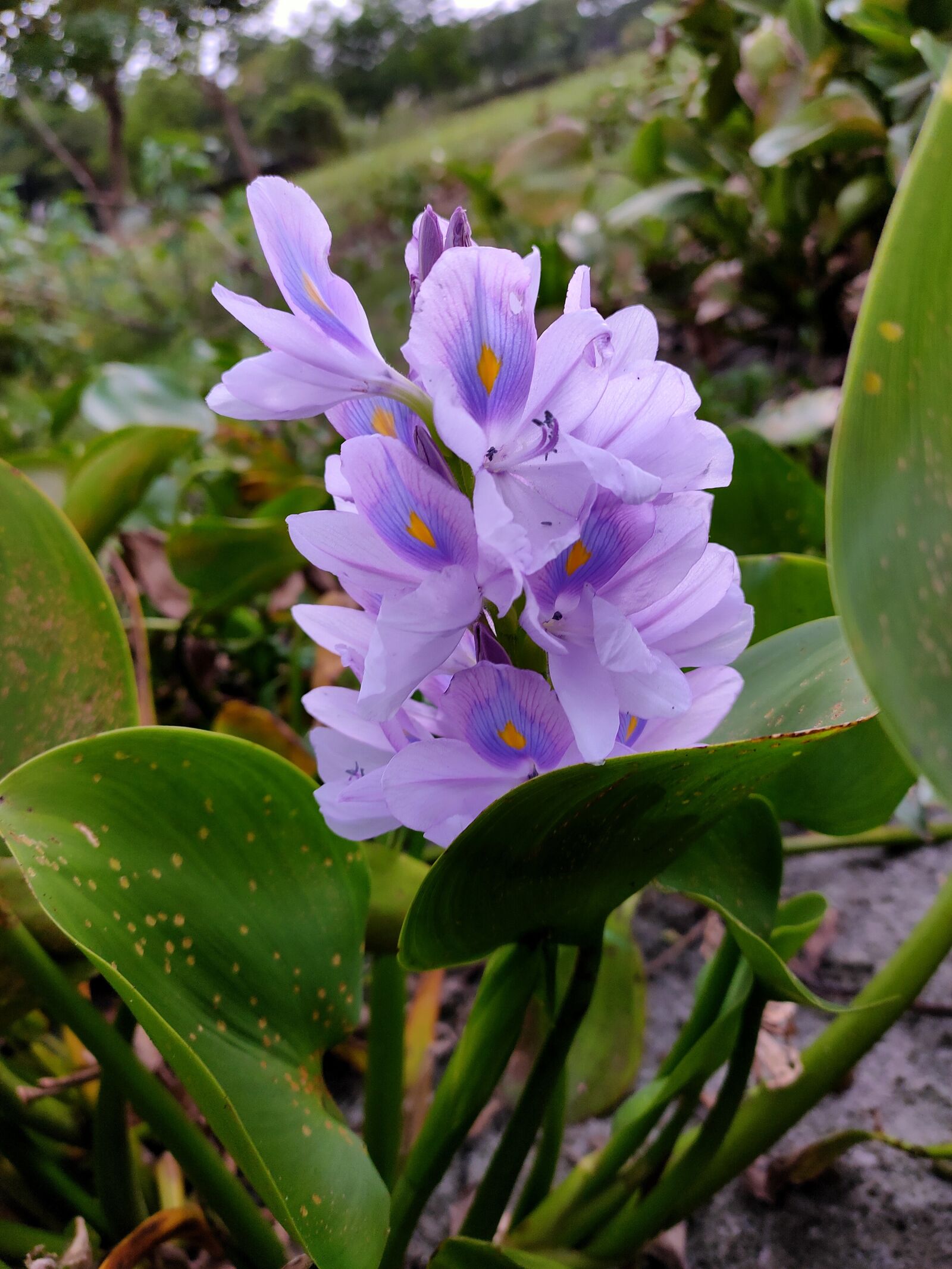 Realme 5 PRO sample photo. Water-hyacinth, flower, hyacinth photography