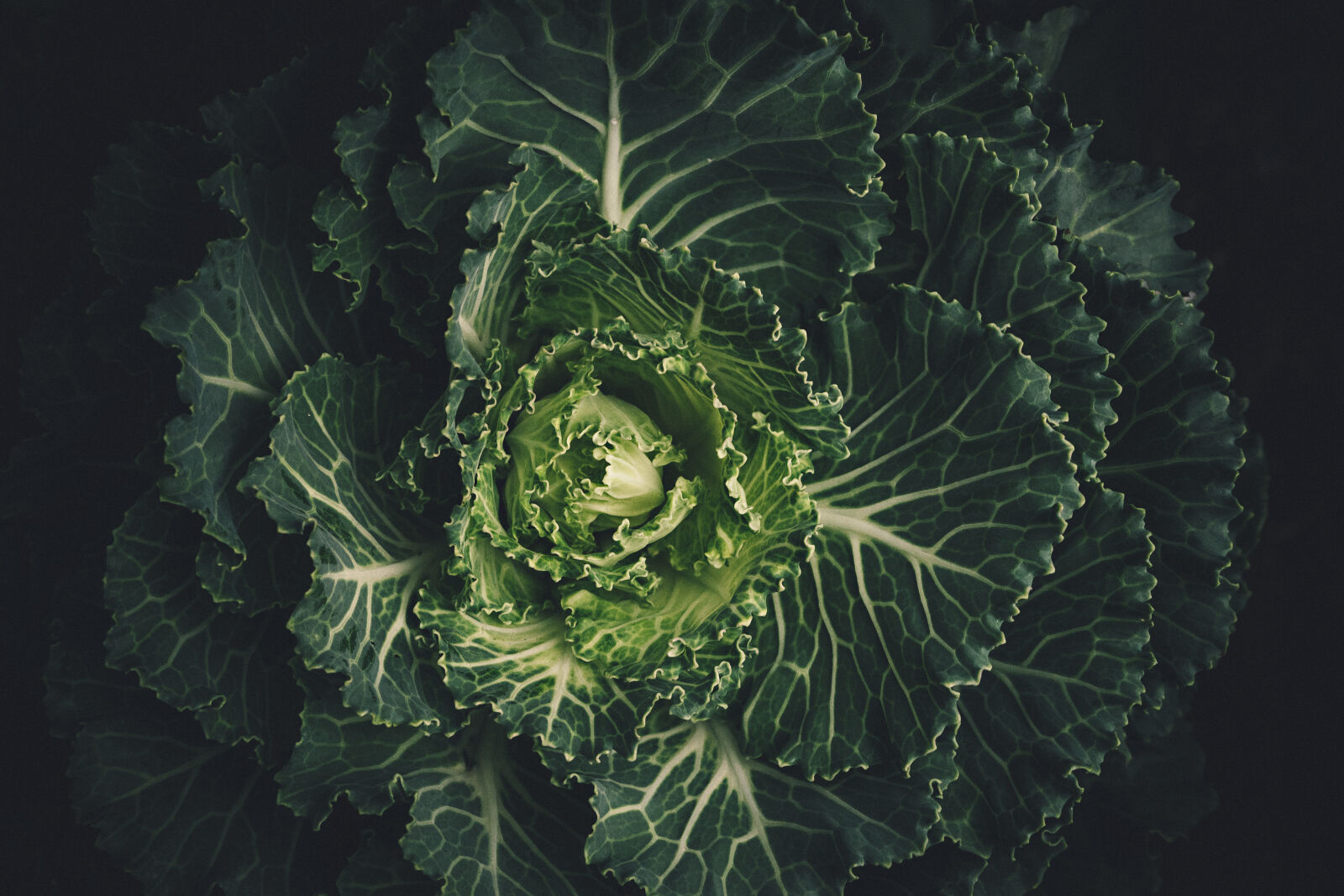 Sony a7 II + Sony FE 28-70mm F3.5-5.6 OSS sample photo. Green, leafed, plant photography