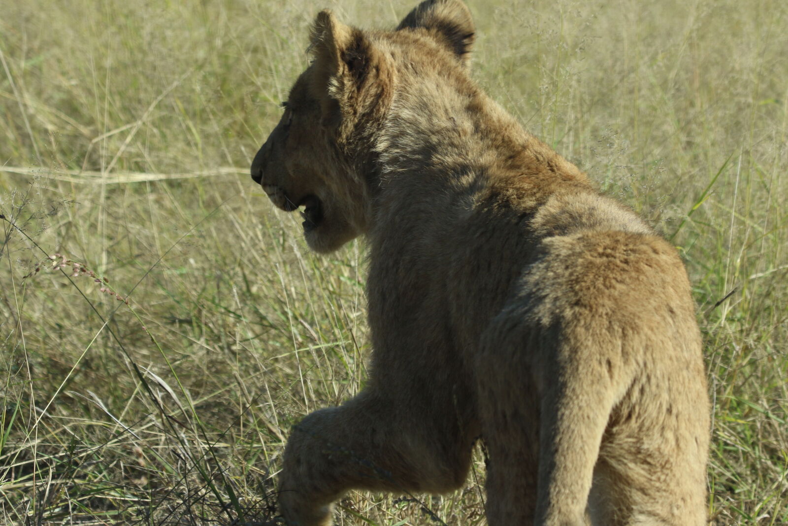 Canon EOS 7D Mark II sample photo. Africa, animal, baby, baby photography