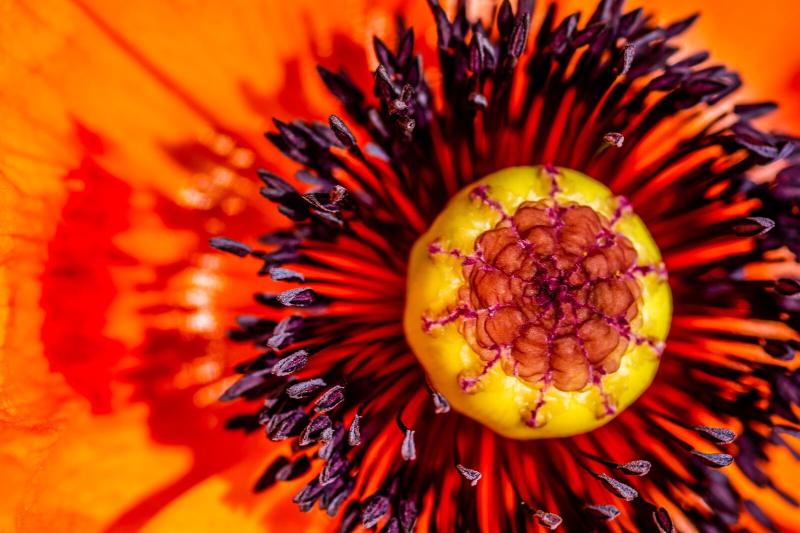Nikon D7100 sample photo. Poppy, flower, fire photography