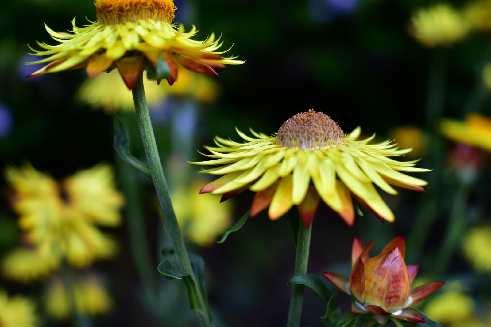Nikon D3400 sample photo. Flower, nature, petals photography