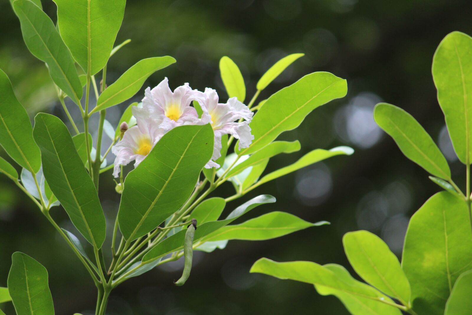 Canon EOS 1300D (EOS Rebel T6 / EOS Kiss X80) sample photo. Flower, white, leaf photography