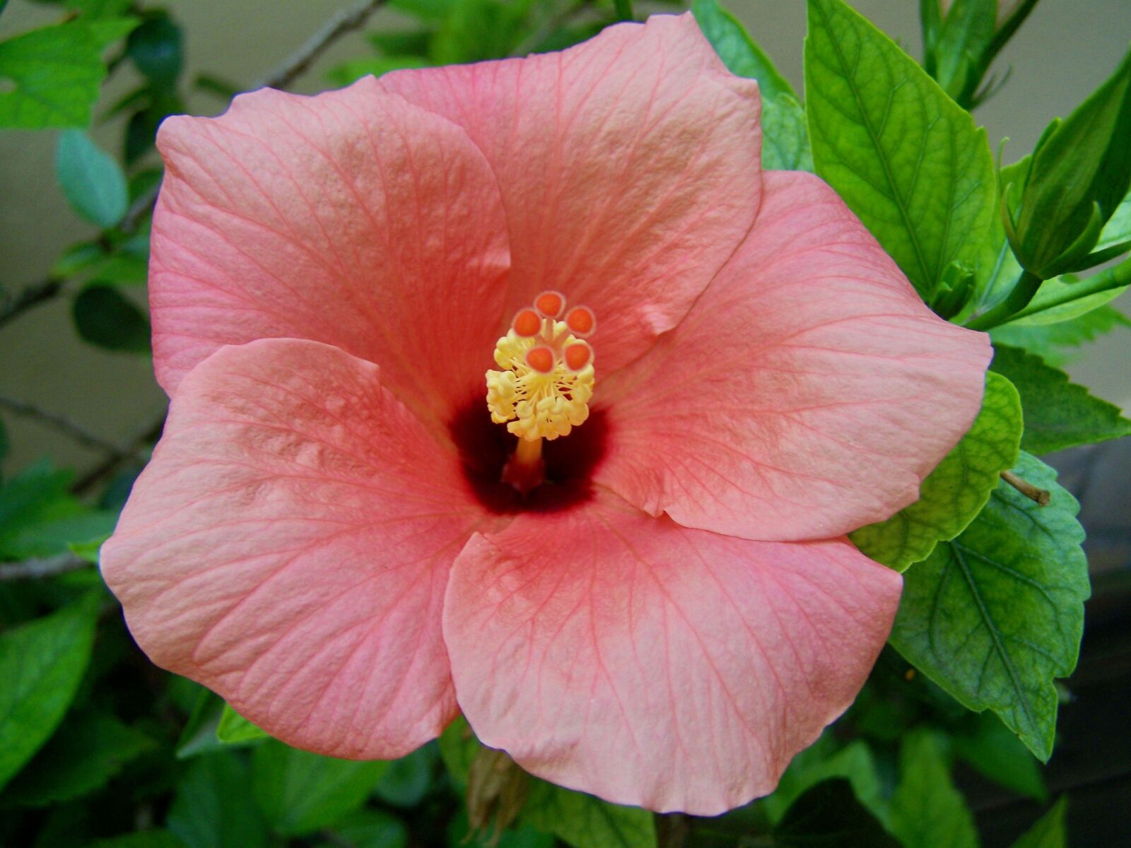 Kodak EASYSHARE ZD710 ZOOM DIGITAL CAMERA sample photo. Hibiscus, hollyhock, plant photography