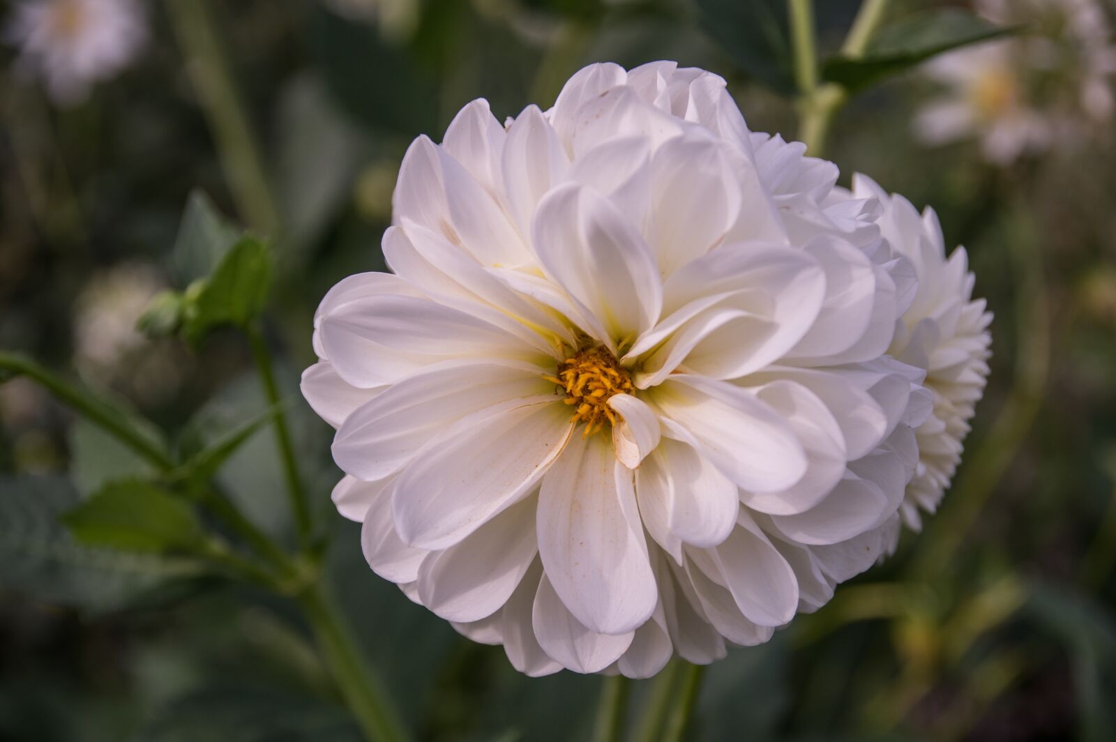 Pentax K-3 sample photo. Flower, dahlia, blossom photography
