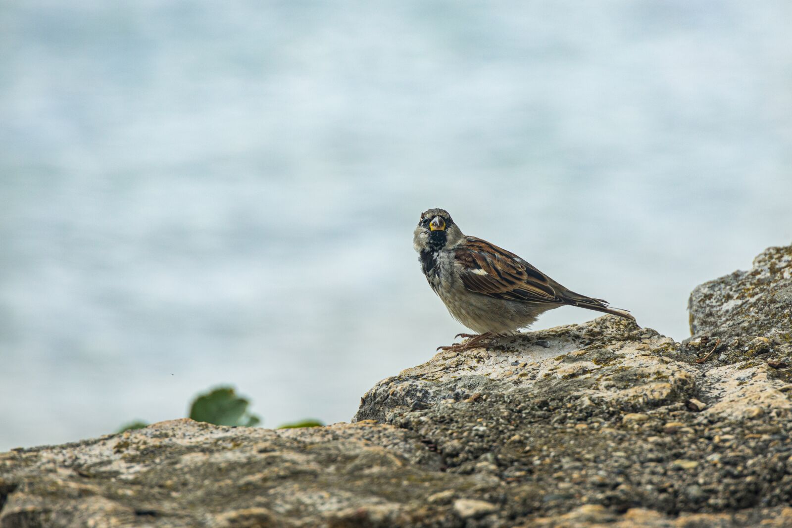Canon EOS R sample photo. Sparrow, bird, animal photography