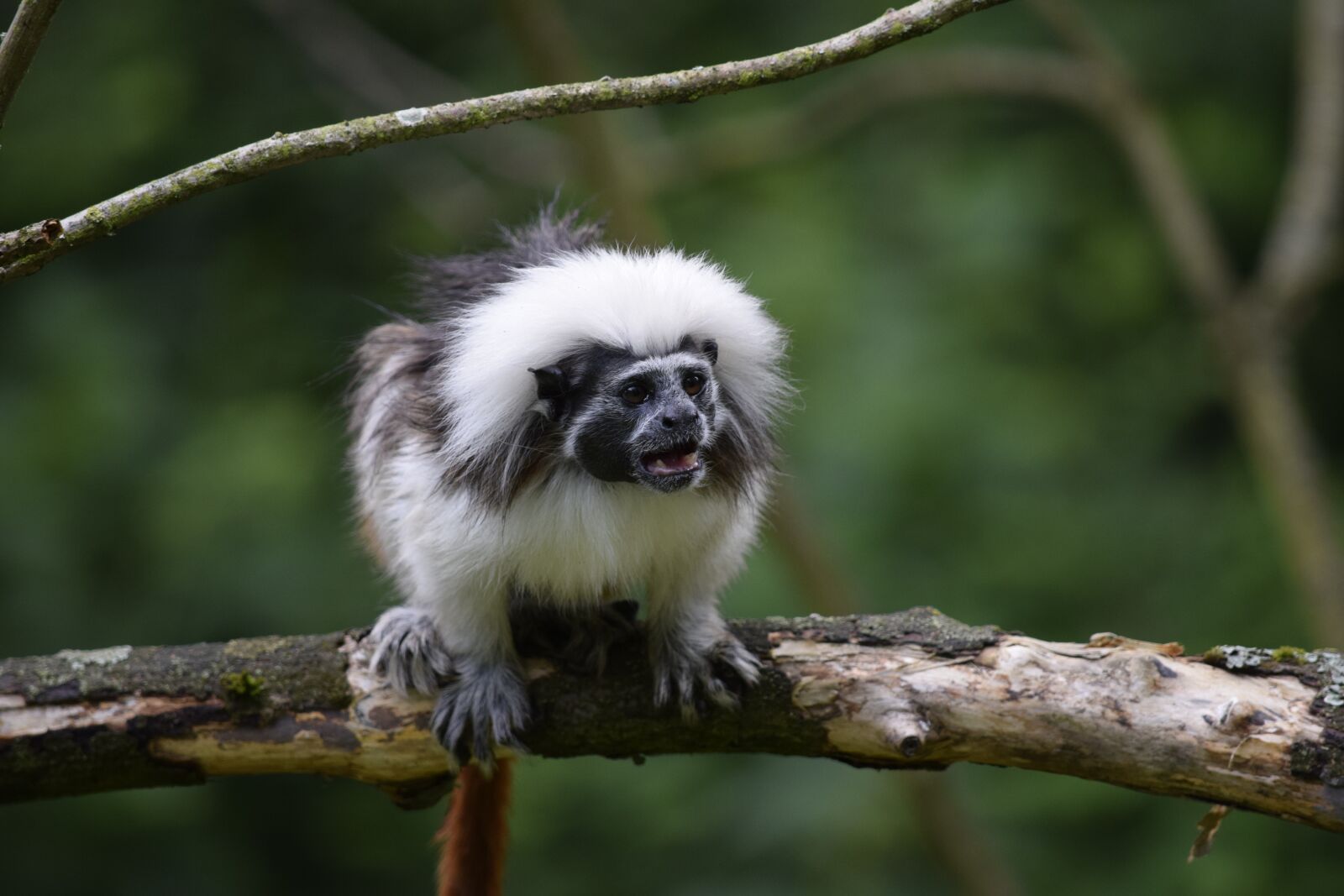 Nikon D5300 sample photo. Cottontop tamarin, monkey, wild photography
