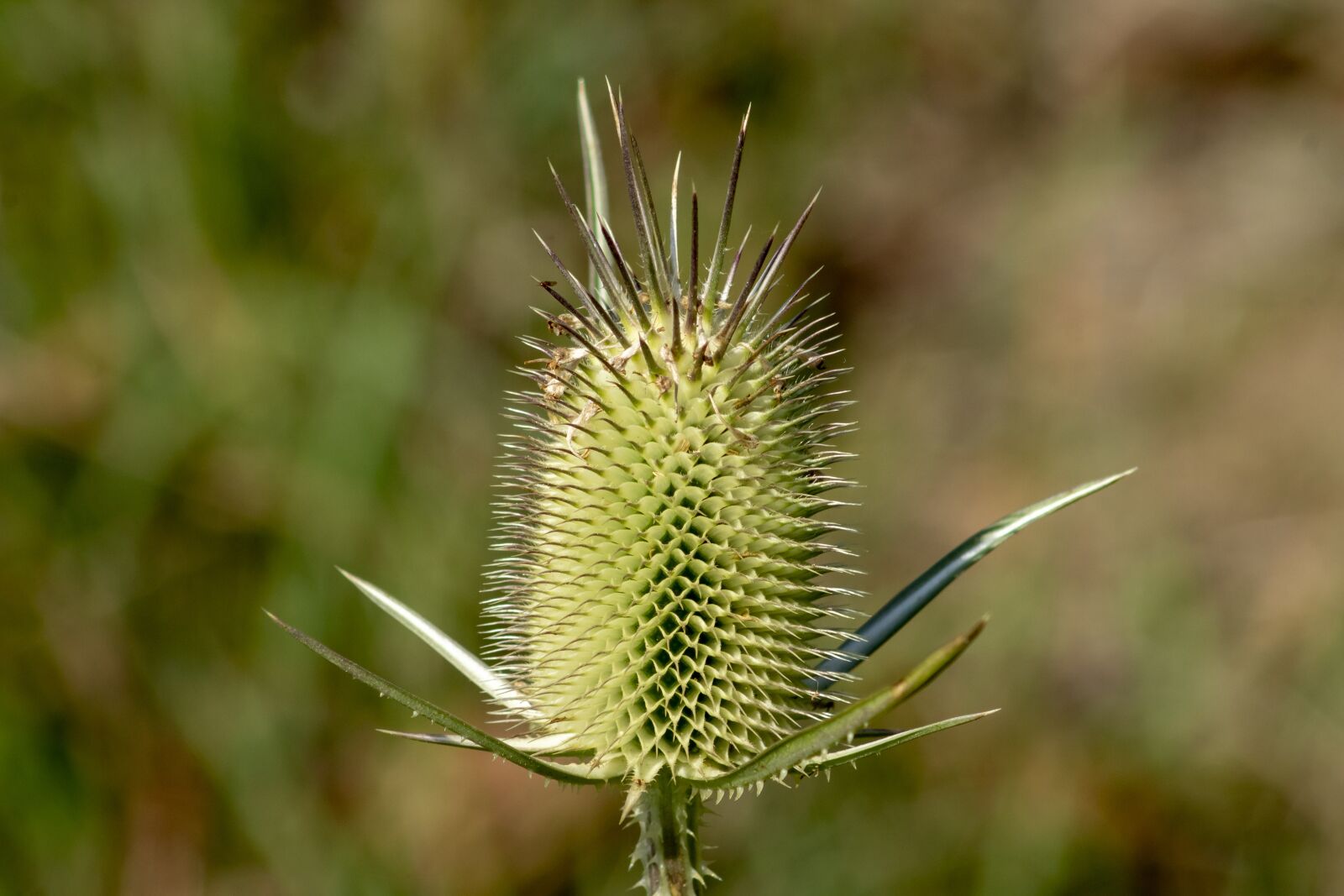 Canon EF75-300mm f/4-5.6 sample photo. Wildflower, stalk, szam rk photography