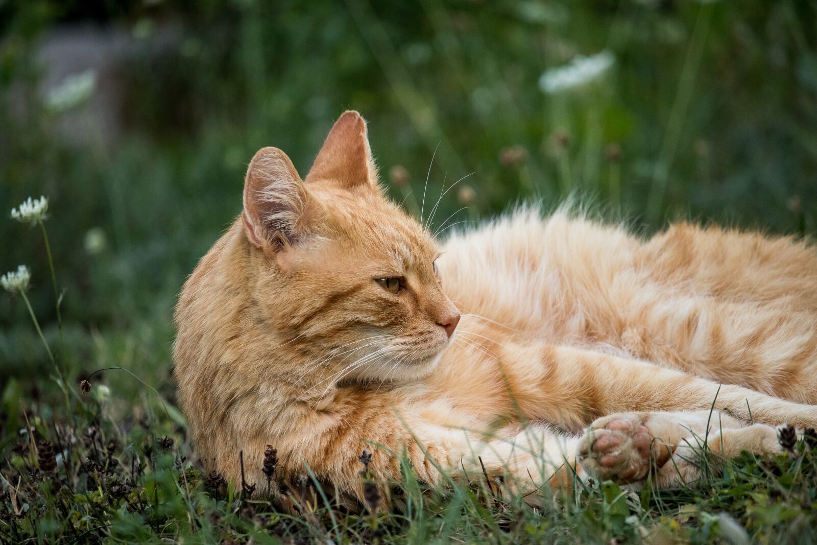 Canon EF-S 55-250mm F4-5.6 IS STM sample photo. Cat, domestic cat, animal photography
