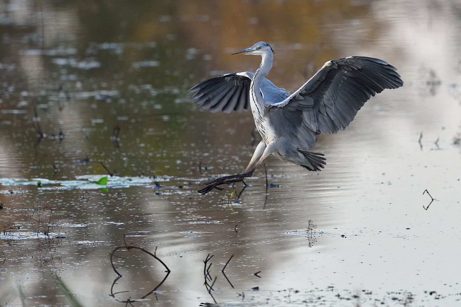 Nikon D750 sample photo. Water, bird, color photography