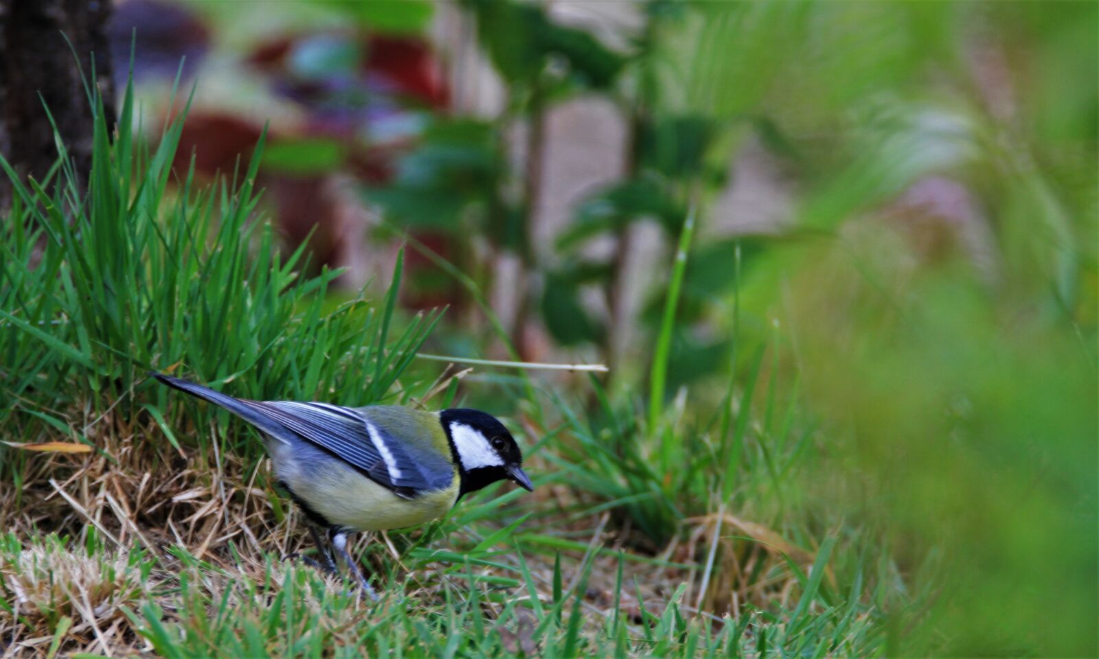 Tamron SP 150-600mm F5-6.3 Di VC USD sample photo. Tit, bird, songbird photography