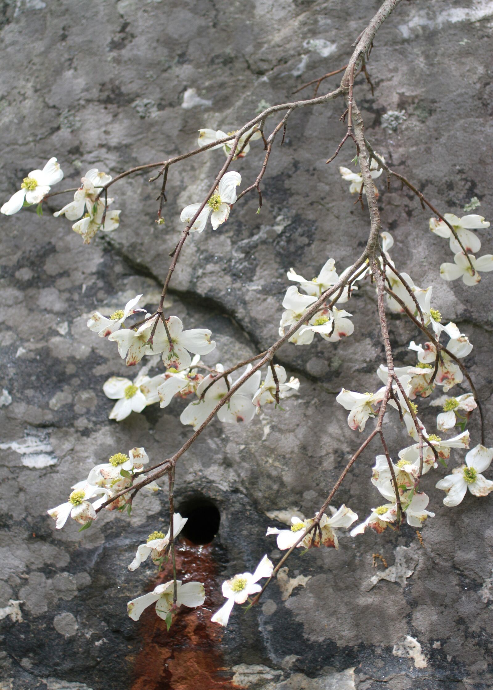 Canon EOS 7D sample photo. Nature, buds, blooming photography
