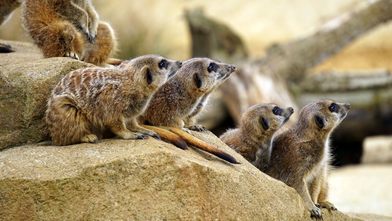 Sony MODEL-NAME sample photo. Meerkat, wild, animal photography
