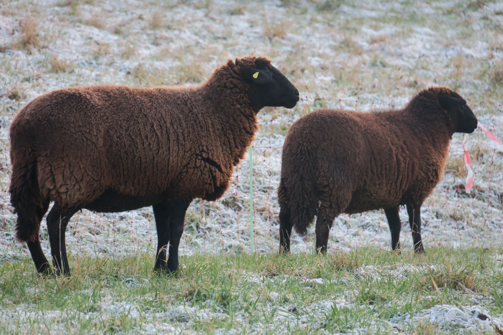 Canon PowerShot G3 X sample photo. Sheep, forest, winter photography