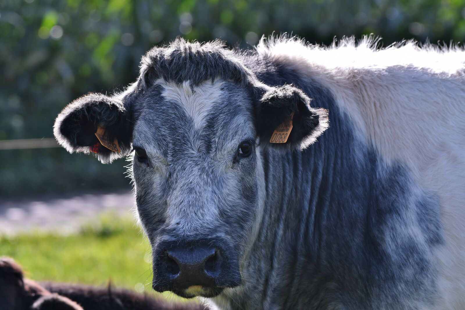 Nikon D500 sample photo. Cow, mammal, herkauwer photography