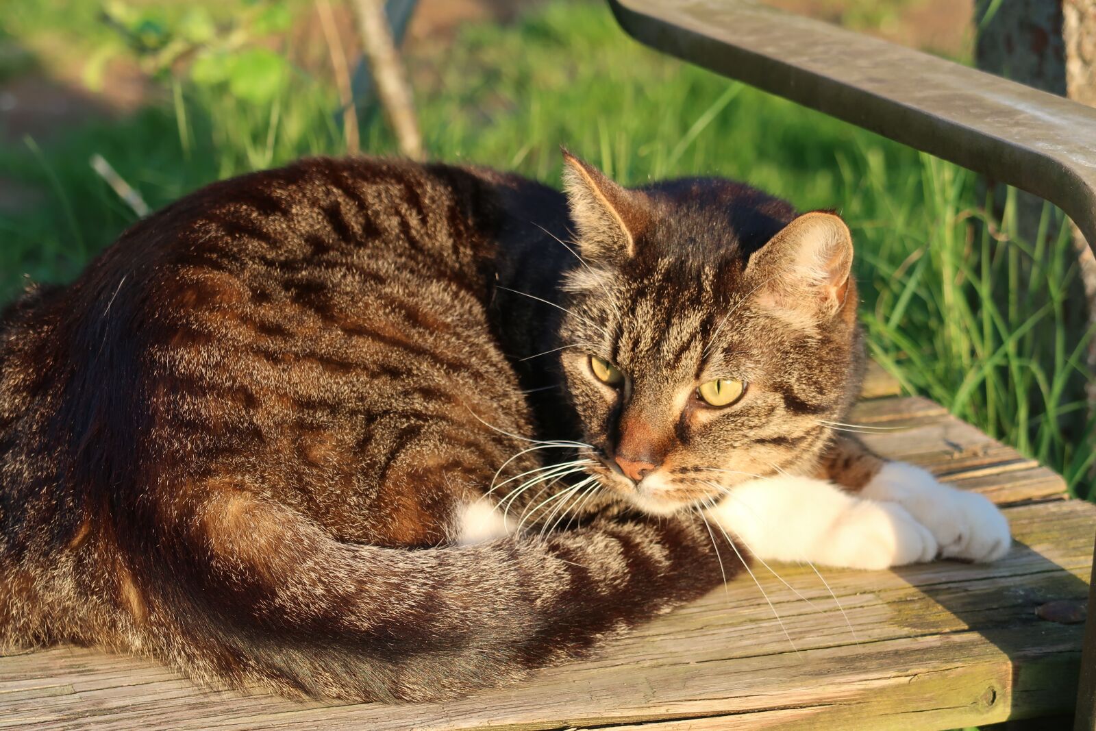 Canon PowerShot G7 X Mark II sample photo. Cat, mackerel, domestic cat photography