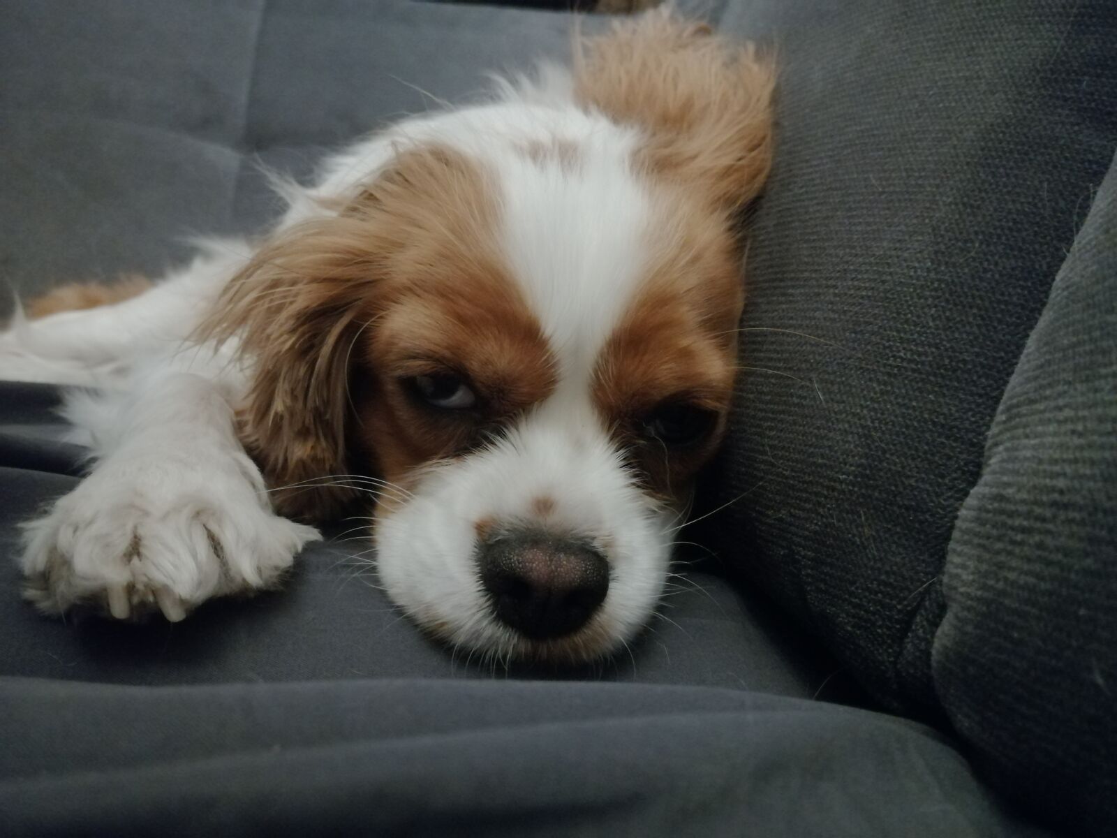HUAWEI SNE-LX1 sample photo. Dog, love, beauty photography