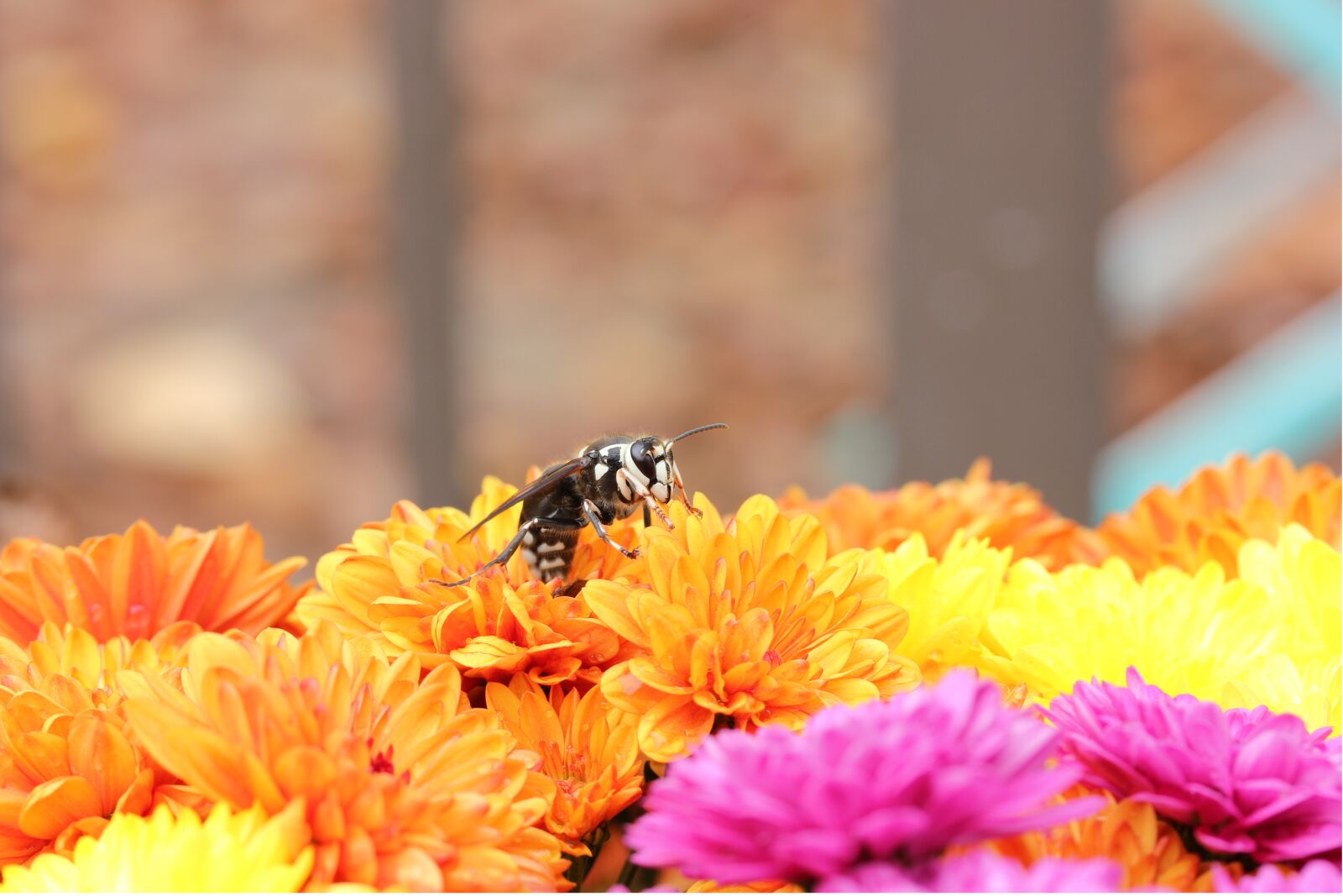 Canon EOS 550D (EOS Rebel T2i / EOS Kiss X4) sample photo. Hornet, bald-faced, flower photography