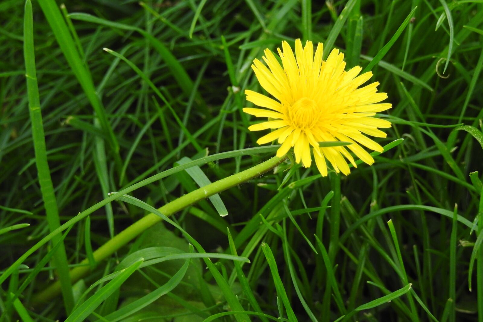 Nikon Coolpix P900 sample photo. Lawn, nature, plant photography