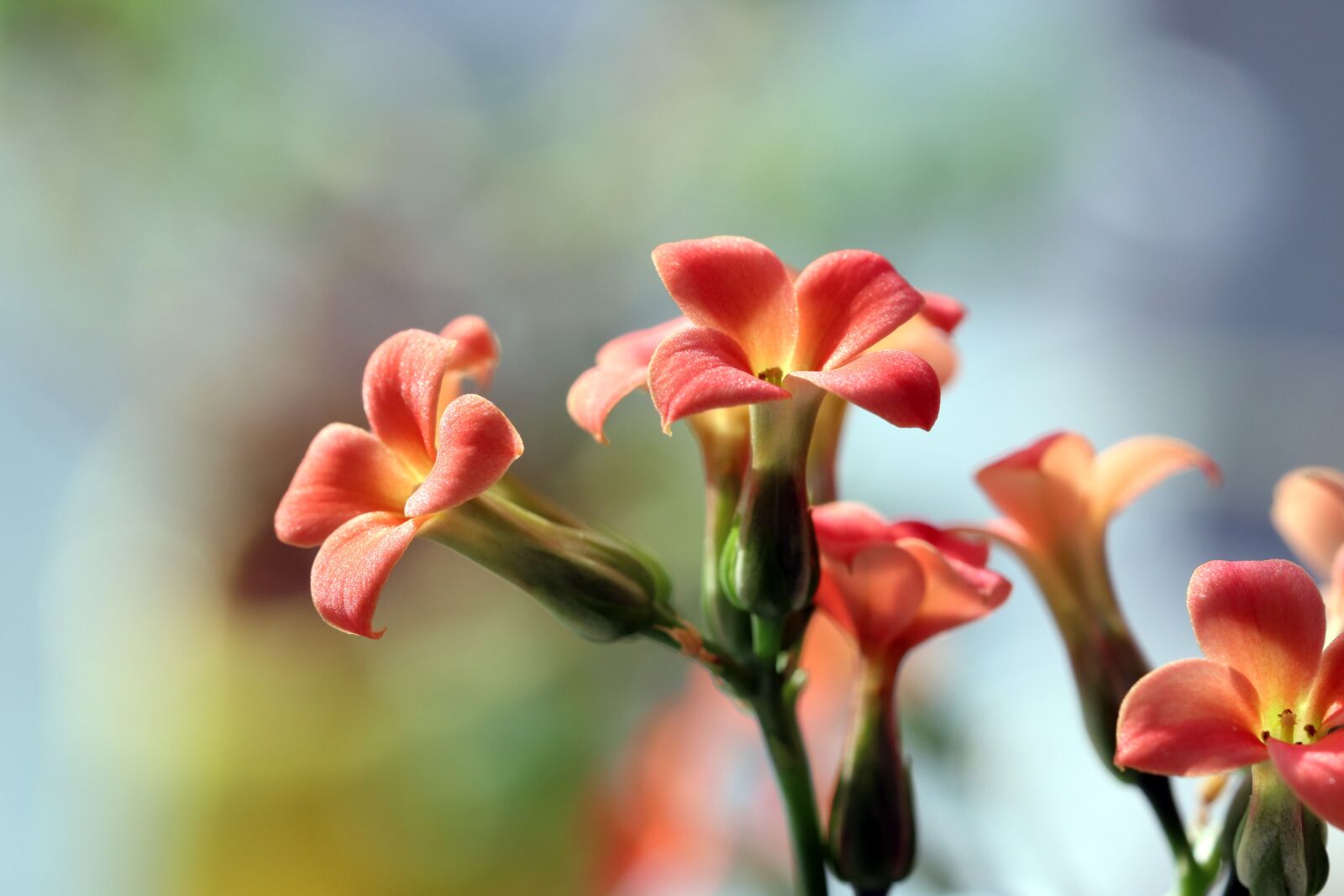 Canon EOS 800D (EOS Rebel T7i / EOS Kiss X9i) sample photo. Mini potted, flowers, potted photography