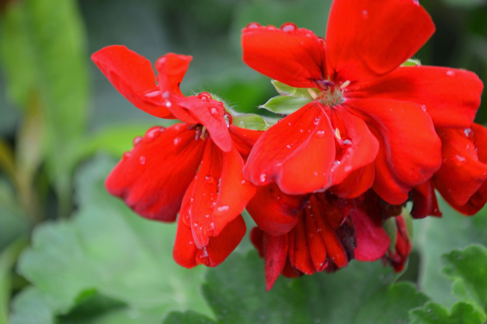 Nikon D3200 sample photo. Red-flowers, oaxaca, 001 photography