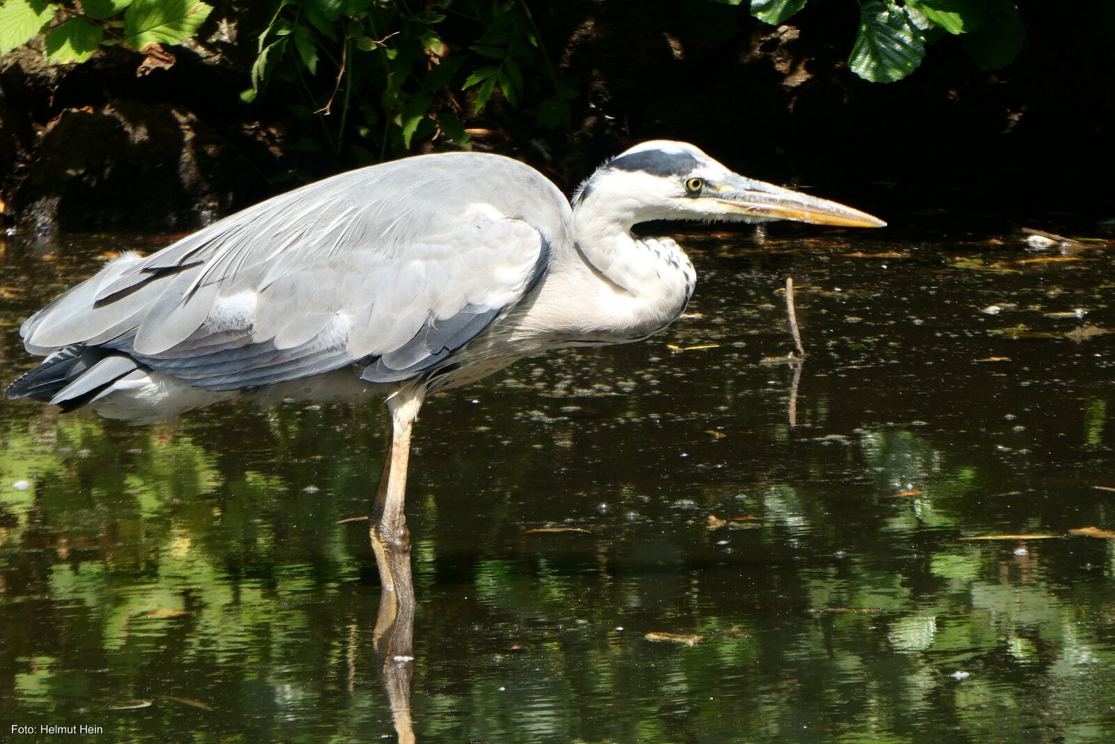 Panasonic DC-TZ91 sample photo. Heron, animal world, animal photography