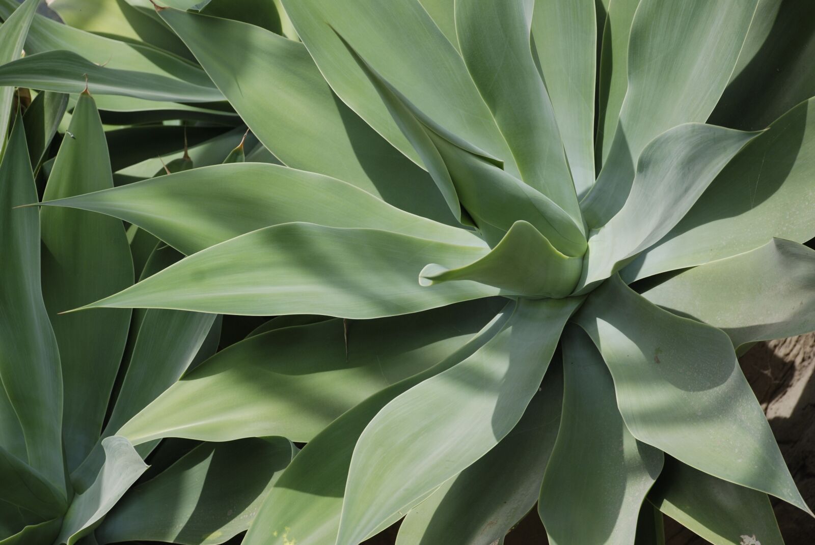 Nikon D80 sample photo. Plant, succulent, hot house photography