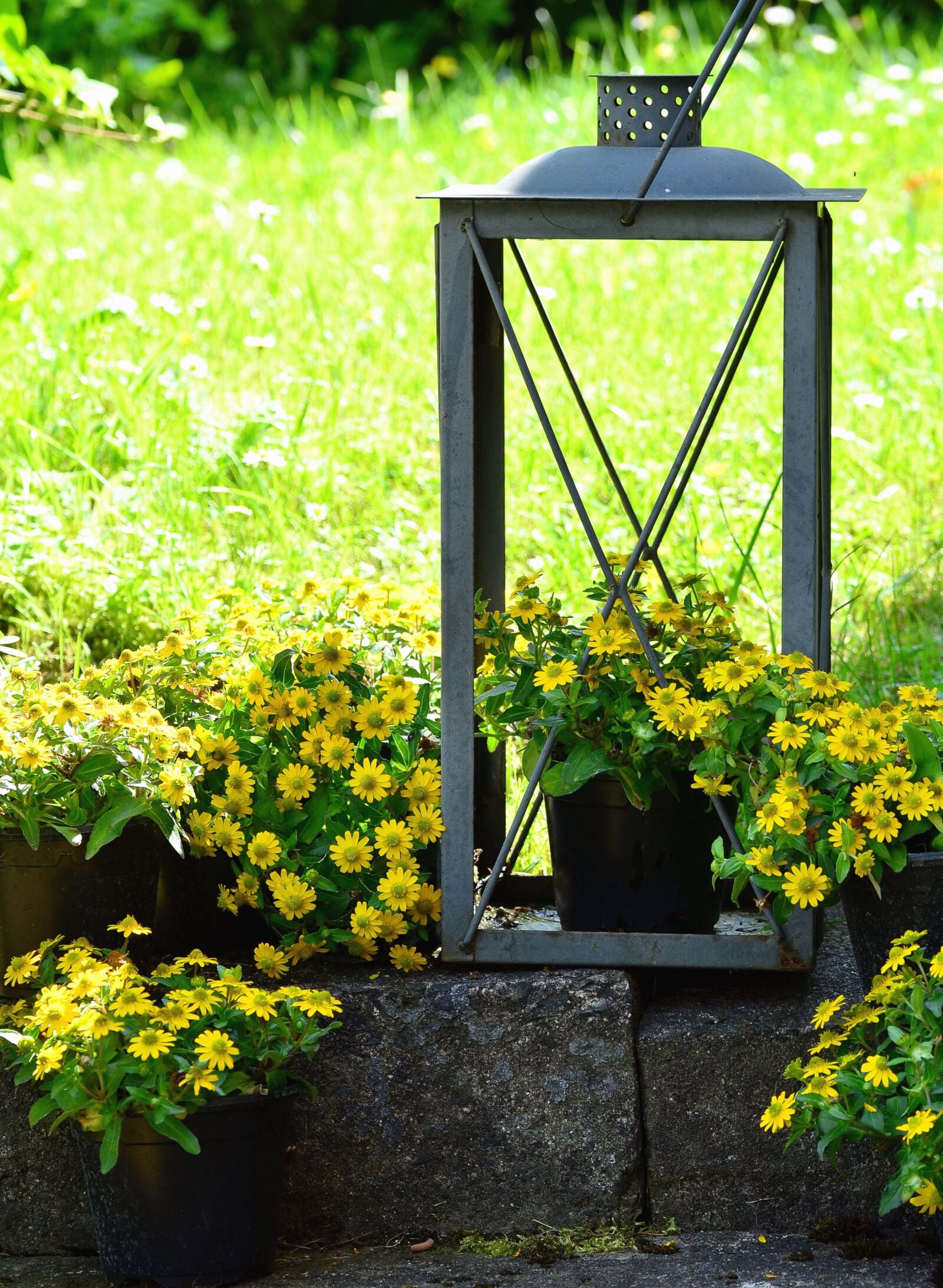 Nikon D5100 sample photo. Flowerpot, flowers, plant, grass photography