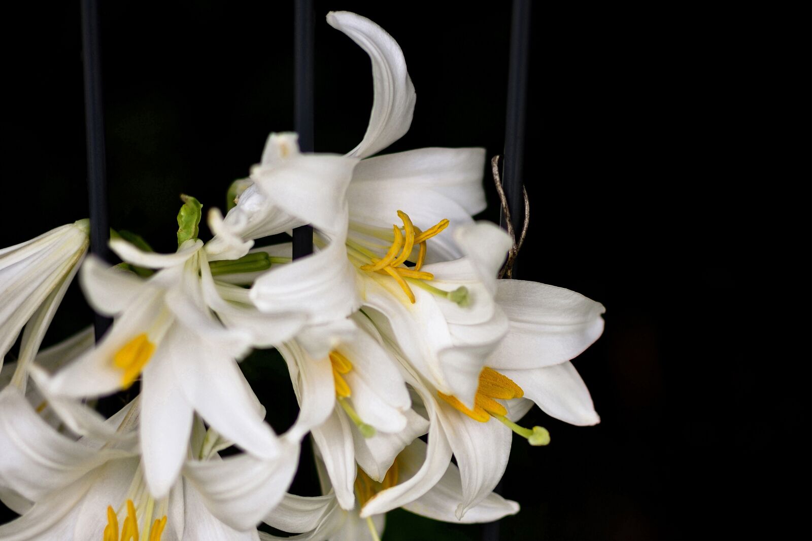 Nikon D7200 sample photo. Lily, flower, blossom photography